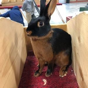 Meet your Posher, Cadence